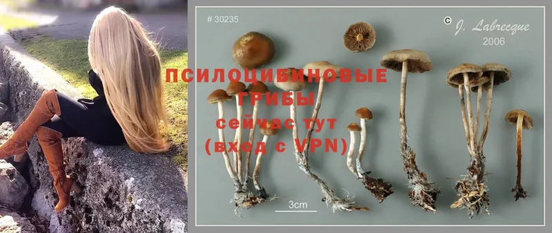 Псилоцибиновые грибы Psilocybe  купить наркотики сайты  МЕГА   Верхнеуральск 